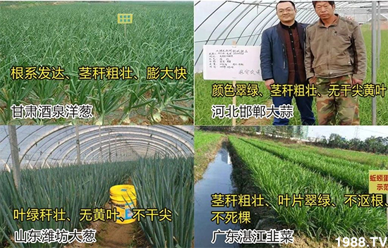 水溶肥市場大變革??？海藻精、魚蛋白將被它代替！1000多用戶鼎力推薦！