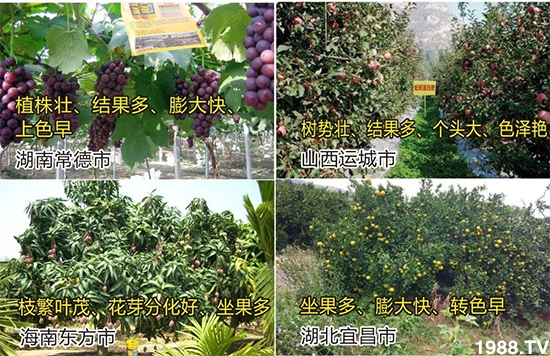 水溶肥市場大變革?。亢Ｔ寰?、魚蛋白將被它代替！1000多用戶鼎力推薦！