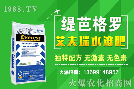小麥價格漲了！十月小麥行情預(yù)測！