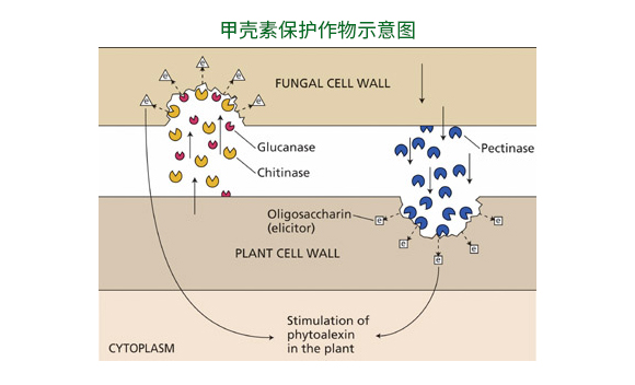 含生物刺激素大量元素水溶肥料12-8-40+TE-好施特_05