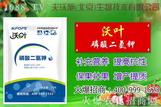 西紅柿摘葉有哪些好處,番茄摘葉技術及注意事項!