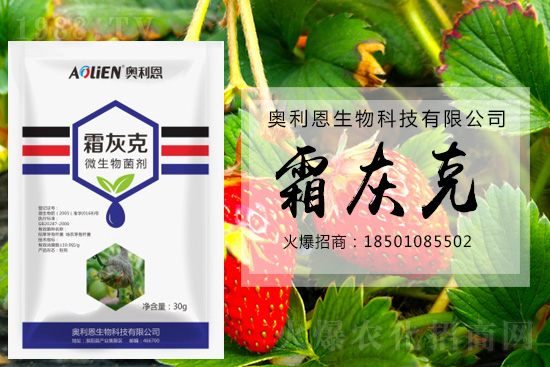 冬季草莓易發(fā)灰霉病，預防措施怎么做？