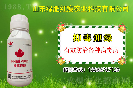 防治病毒病再也不用拔，“抑毒迎綠”專治病毒??！