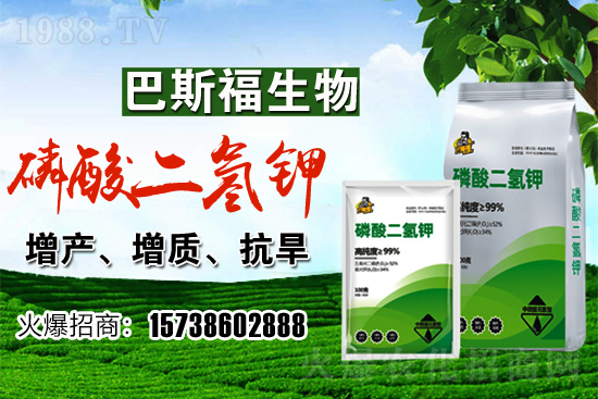 小麥價格現(xiàn)在多少錢一斤？后期行情走勢如何？