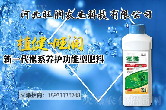 藍(lán)莓樹(shù)苗怎么種植?藍(lán)莓樹(shù)苗的種植及修剪除草技術(shù)!