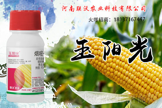 玉米除草為什么選擇苗后？玉米苗后除草劑如何打？