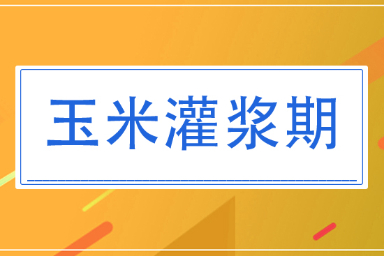 8月玉米灌漿期將怎么管理？