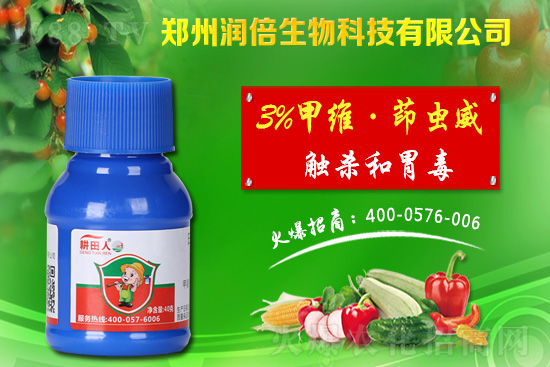 危害盛期的桃蚜如何防治？桃樹蚜蟲的危害與防治！