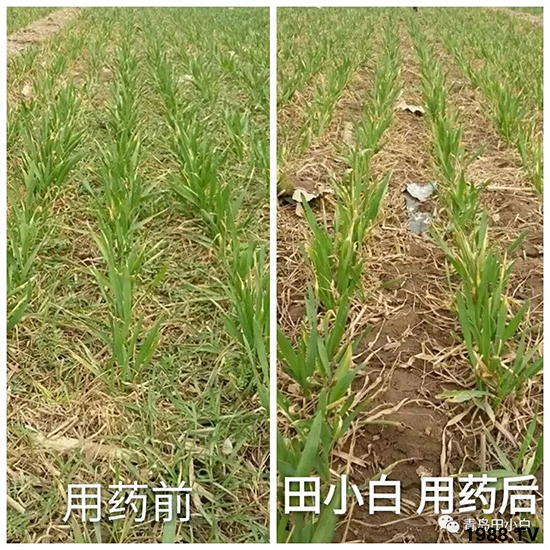 小麥雜草，節(jié)節(jié)麥泛濫成災(zāi)，怎么辦？小麥除草劑怎么選