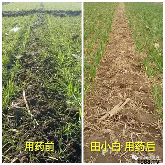 小麥雜草，節(jié)節(jié)麥泛濫成災(zāi)，怎么辦？小麥除草劑怎么選