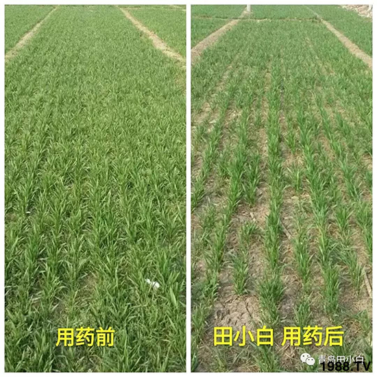 小麥雜草，節(jié)節(jié)麥泛濫成災(zāi)，怎么辦？小麥除草劑怎么選