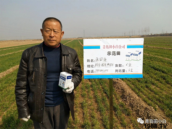 小麥雜草，節(jié)節(jié)麥泛濫成災(zāi)，怎么辦？小麥除草劑怎么選