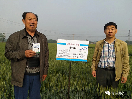 小麥雜草，節(jié)節(jié)麥泛濫成災(zāi)，怎么辦？小麥除草劑怎么選