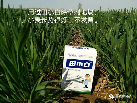 小麥雜草，節(jié)節(jié)麥泛濫成災(zāi)，怎么辦？小麥除草劑怎么選