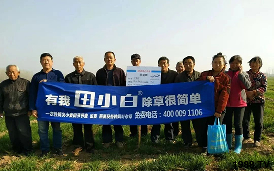 小麥雜草，節(jié)節(jié)麥泛濫成災(zāi)，怎么辦？小麥除草劑怎么選