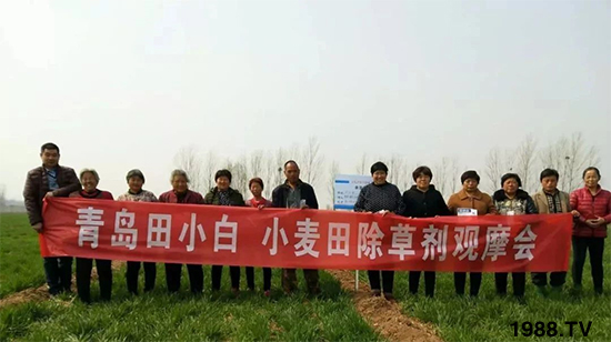 小麥雜草，節(jié)節(jié)麥泛濫成災(zāi)，怎么辦？小麥除草劑怎么選