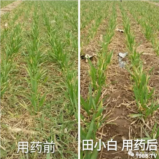 節(jié)節(jié)麥危害嚴重怎么打?用什么藥劑效果好?