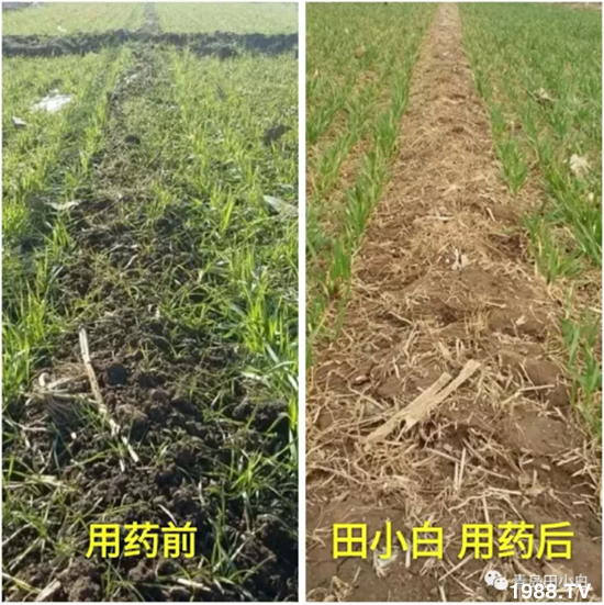 節(jié)節(jié)麥危害嚴重怎么打?用什么藥劑效果好?