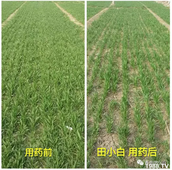 節(jié)節(jié)麥危害嚴重怎么打?用什么藥劑效果好?