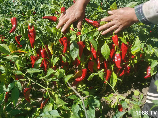 河北艾谷農業(yè)科技有限公司