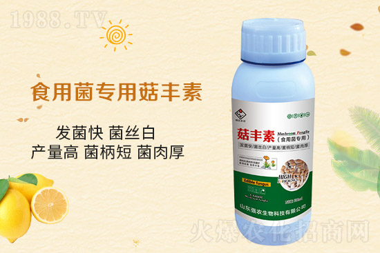 平菇栽培要點，需要注意哪些事項？