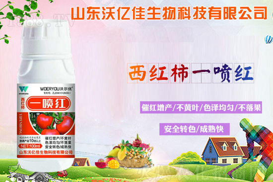 番茄轉(zhuǎn)色不良的原因？轉(zhuǎn)色期要注意哪些問題？