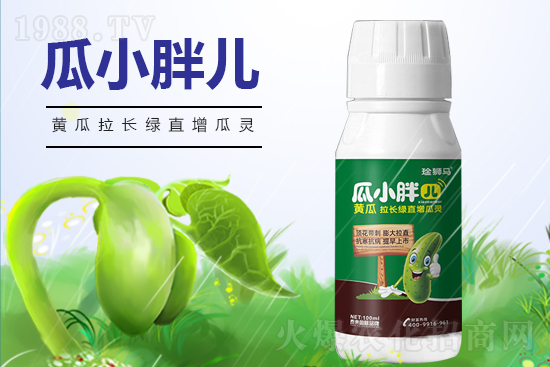黃瓜什么時候澆水？黃瓜哪些階段需要澆水？