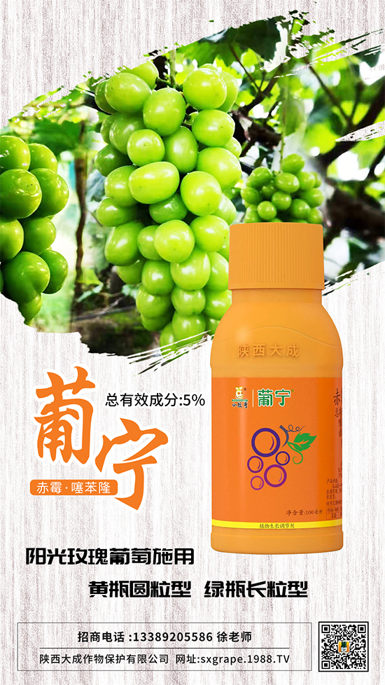 葡萄如何保果座果，減少大小粒？這些管理相當(dāng)重要！