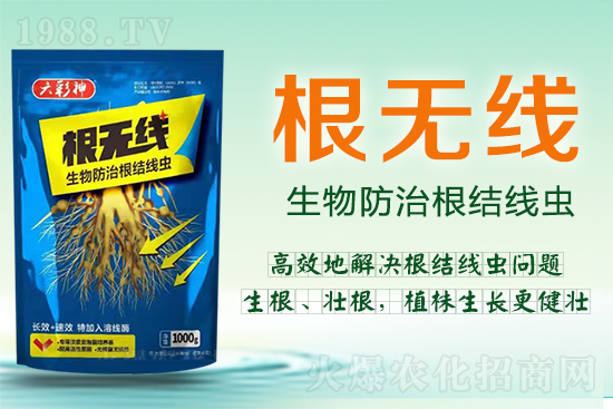 根結(jié)線蟲(chóng)殺死容易殺絕難！這樣防治效果好到驚人！