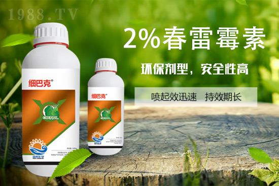 番茄潰瘍病怎么辦？聽聽專家怎么說！