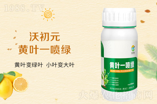 大蒜葉片為什么發(fā)黃？