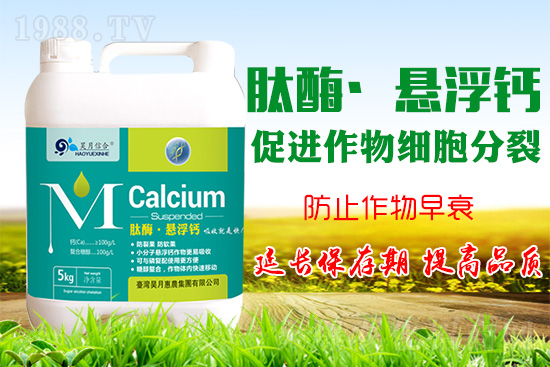 蘋果樹花后補(bǔ)鈣很關(guān)鍵！蘋果補(bǔ)鈣的四個誤區(qū)你知道嗎？