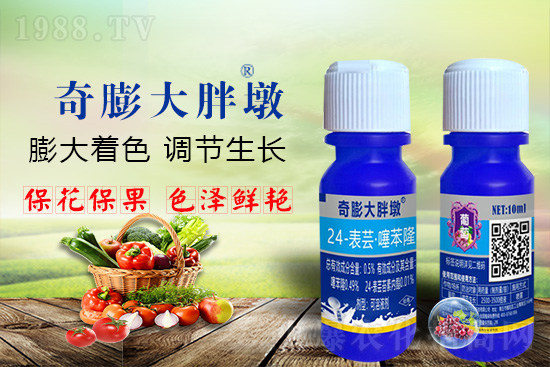     “作物要高產(chǎn)，膨果是關(guān)鍵！”果實(shí)膨大快、轉(zhuǎn)色好、賣相佳，后期的產(chǎn)量和品質(zhì)才有。近來(lái)許多的果農(nóng)菜農(nóng)紛紛反映自家的作物坐不住果、膨果慢甚至不膨果，即便膨果，后期軟果空果等情況頻繁發(fā)生，