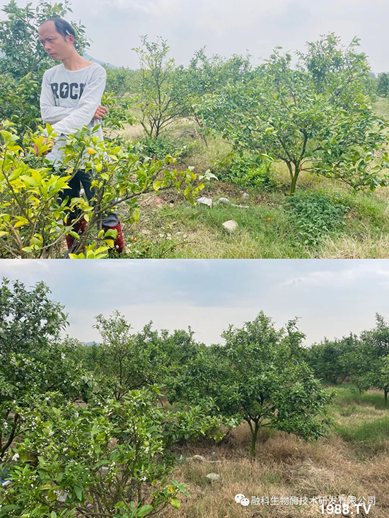 走進田間地頭,助力柑橘產(chǎn)業(yè)