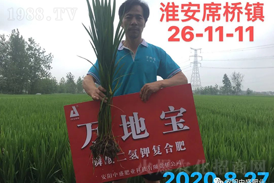 水稻分蘗不好對產(chǎn)量有多大影響？促進(jìn)水稻分蘗怎么做？