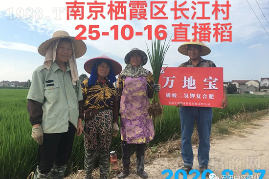 水稻分蘗不好對產(chǎn)量有多大影響？促進(jìn)水稻分蘗怎么做？