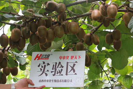 獼猴桃需肥特點(diǎn)有哪些？獼猴桃膨大肥怎么施