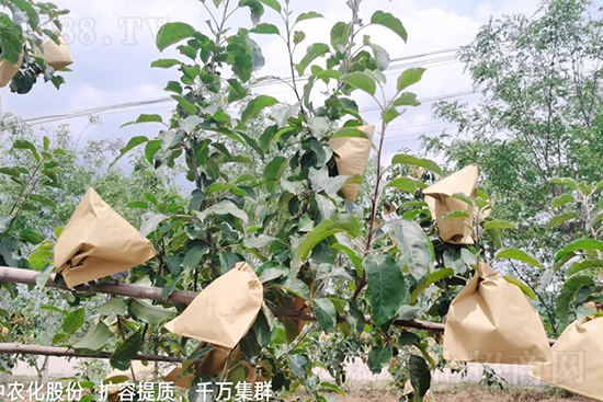     果實(shí)套袋后可減少農(nóng)藥殘留，改善果子的外觀品質(zhì)，可大大提高果品賣相，更容易出售并賣出高價(jià)，所以果樹(shù)套袋目前仍然是我國(guó)果園的主要管理方法，套袋蘋果表光就是好，也少病害。