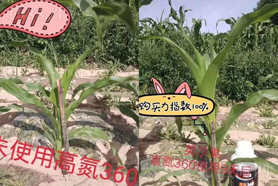 液體氮肥有哪些優(yōu)點(diǎn)？液體氮肥能替代尿素追肥嗎？