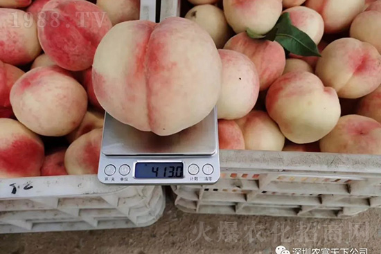 桃樹(shù)落果怎么辦？桃樹(shù)落果原因及預(yù)防方法