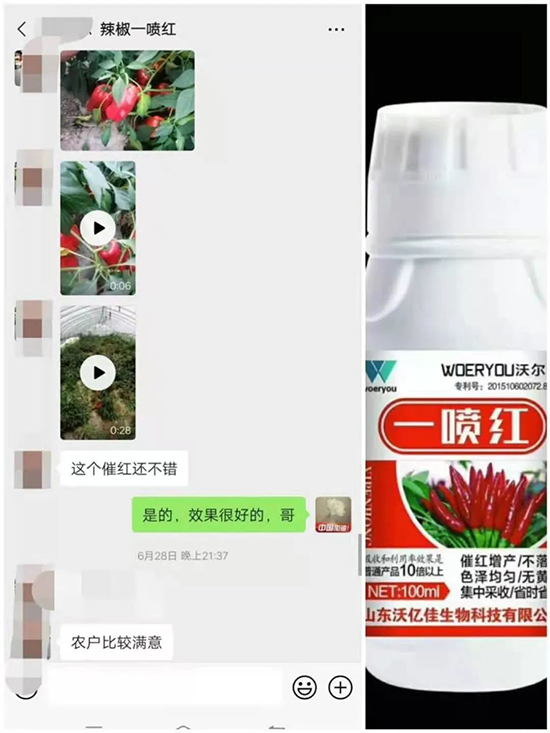 增紅率提高95%！催紅不落葉！收入翻幾番！就用辣椒一噴紅！