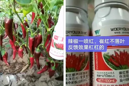 增紅率提高95%！催紅不落葉！收入翻幾番！就用辣椒一噴紅！