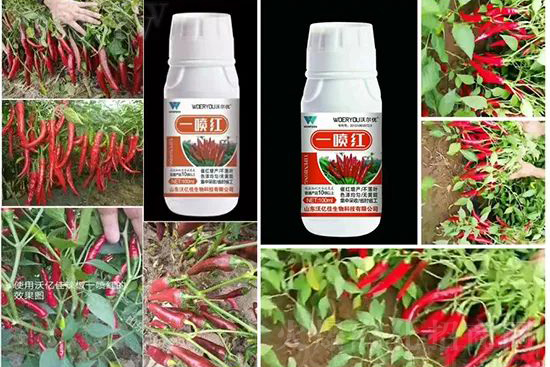 增紅率提高95%！催紅不落葉！收入翻幾番！就用辣椒一噴紅！