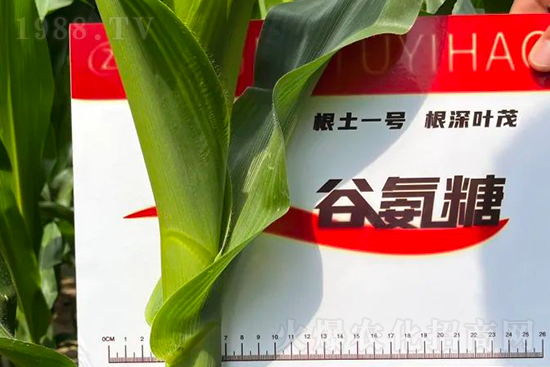 渾源玉米頂呱呱，營養(yǎng)補(bǔ)充全靠它