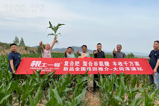 渾源玉米頂呱呱，營養(yǎng)補(bǔ)充全靠它