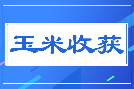 玉米收獲