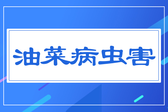 油菜病蟲(chóng)害