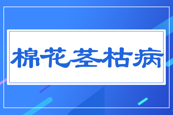 棉花莖枯病