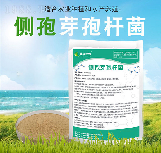 側(cè)孢芽孢桿菌-強(qiáng)興生物