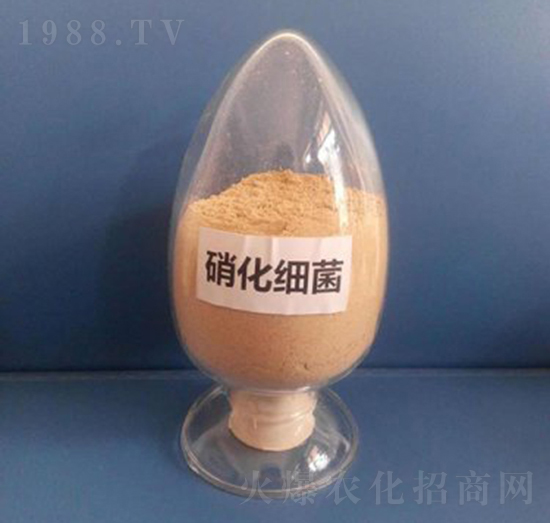 硝化細菌（粉劑）-亮澤生物